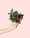 Rosal Rojo Mini