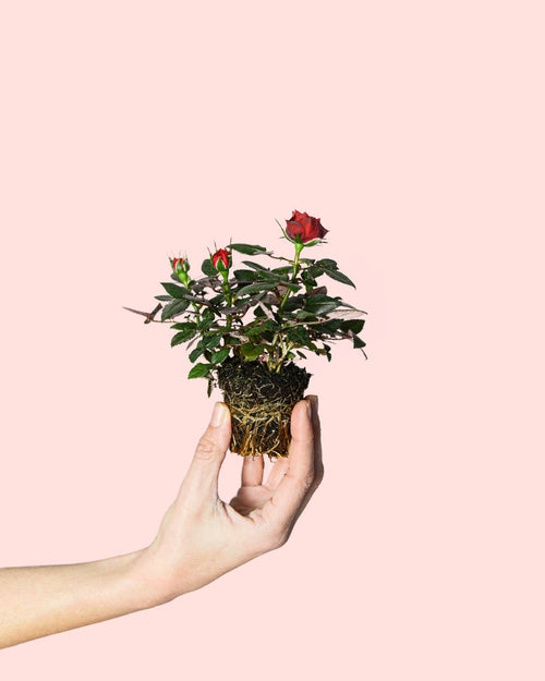 Rosal Rojo Mini - Pur Plant