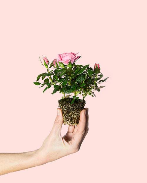 Rosal Rosa Mini - Pur Plant