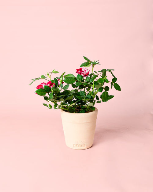 Rosal Variegado Mini - Pur Plant