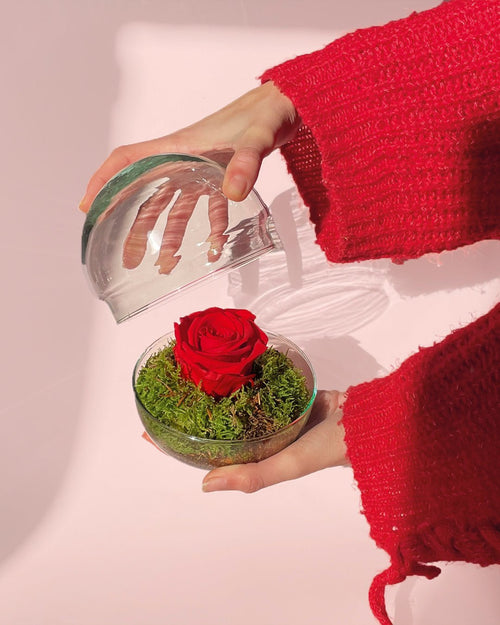 Rose – Rosa Eterna Mini Bol - Pur Plant