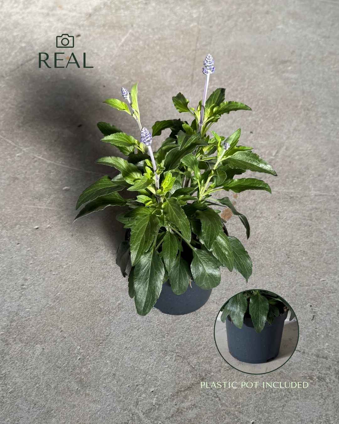 Salvia Farinacea M - Pur Plant