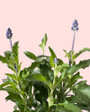 Salvia Farinacea M - Pur Plant