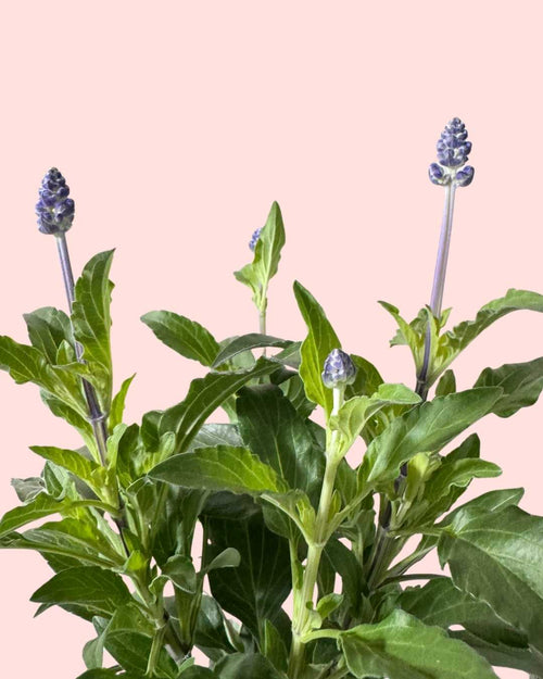 Salvia Farinacea M - Pur Plant