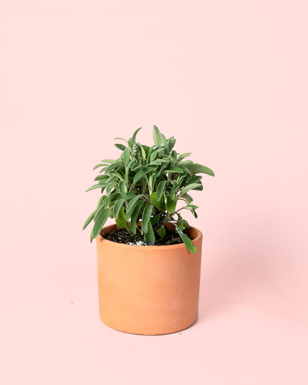 salvia-maceta_decorativa