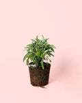 Salvia Officinalis M