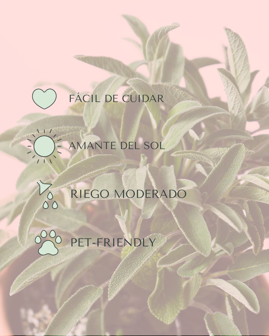 Salvia Officinalis M - Pur Plant