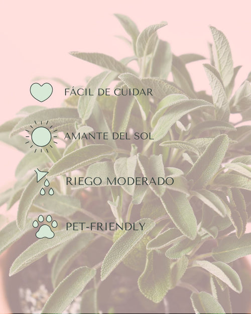 Salvia Officinalis M - Pur Plant