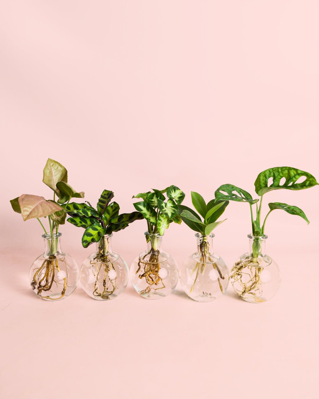 Samoa – Plantas Hidroponia - Pur Plant