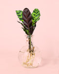 Samoa – Plantas Hidroponia