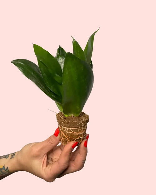 Sansevieria Dark Green Mini - Pur Plant