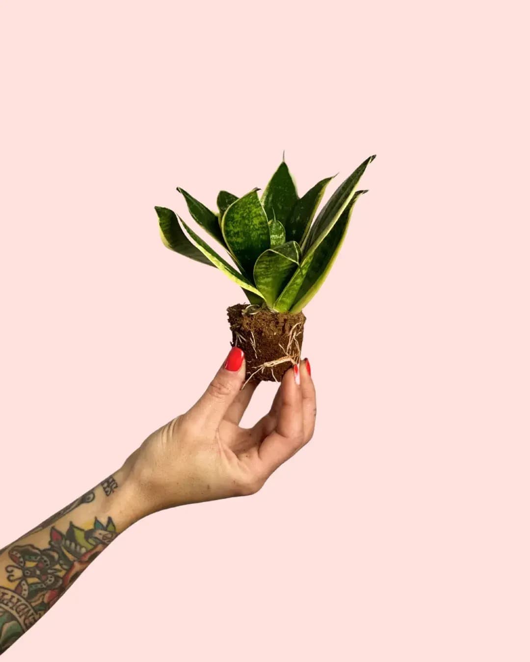 Sansevieria Golden Mini - Pur Plant