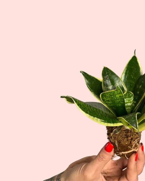Sansevieria Golden Mini - Pur Plant