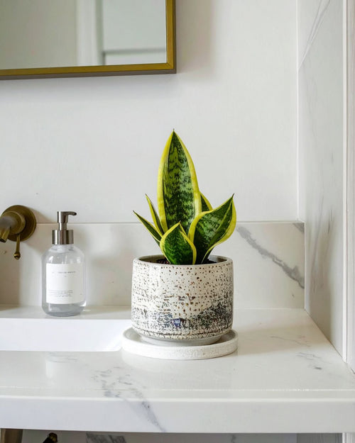 Sansevieria Golden Mini - Pur Plant