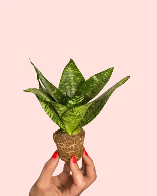 Sansevieria Green Star Mini - Pur Plant
