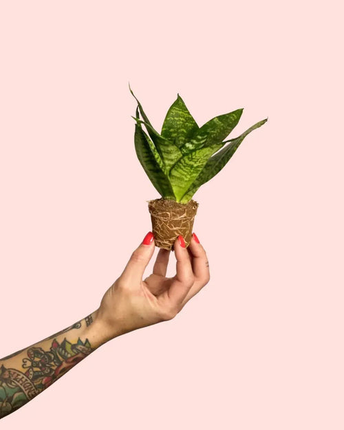 Sansevieria Green Star Mini - Pur Plant