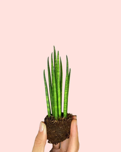 Sansevieria Mikado Mini - Pur Plant