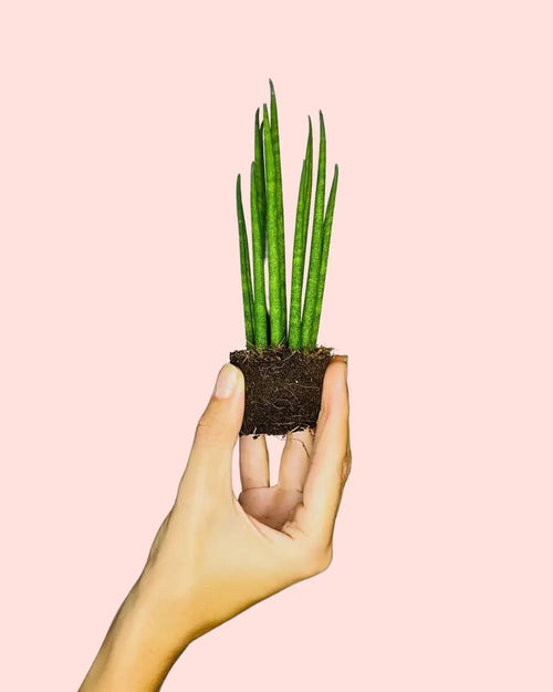 Sansevieria Mikado Mini - Pur Plant
