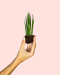 Sansevieria Mikado Mini