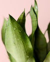 Sansevieria Moonshine M - Pur Plant