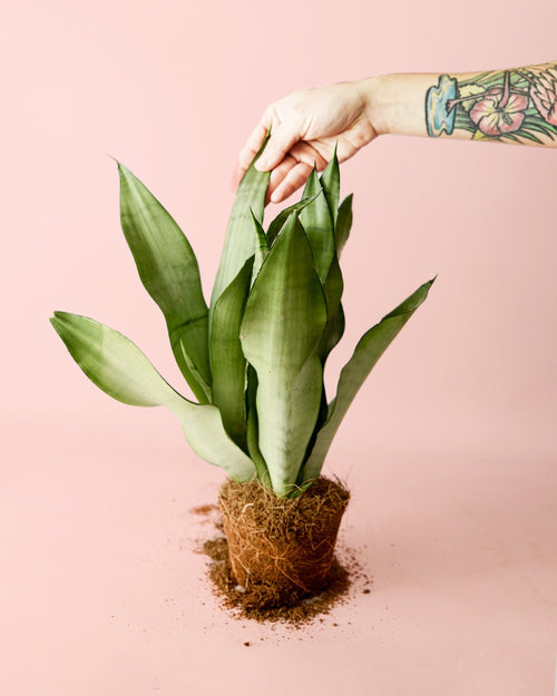 Sansevieria Moonshine M - Pur Plant