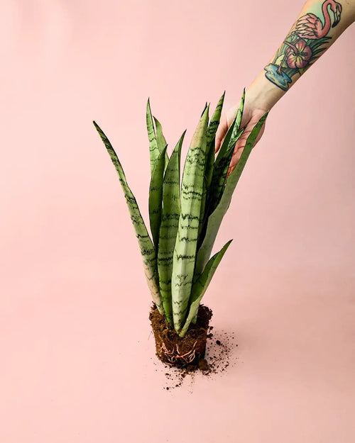 Sansevieria Silver Zeylanica M - Pur Plant