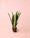 Sansevieria Silver Zeylanica M - Pur Plant
