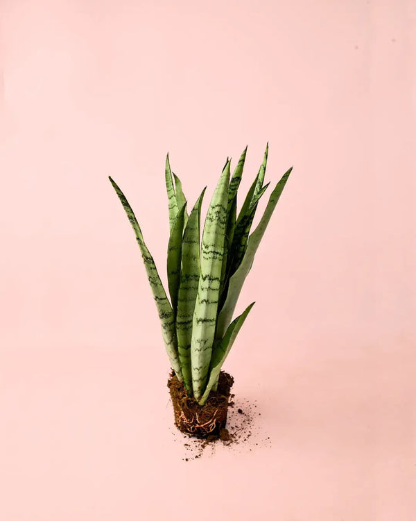 Cómo Cuidar Sansevieria Zeylanica