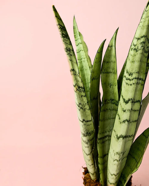 Sansevieria Silver Zeylanica M - Pur Plant