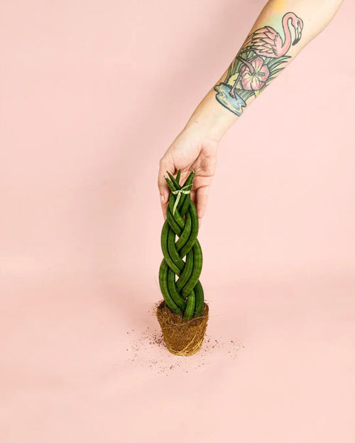 Sansevieria Trenzada M - Pur Plant