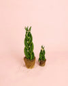 Sansevieria Trenzada M - Pur Plant