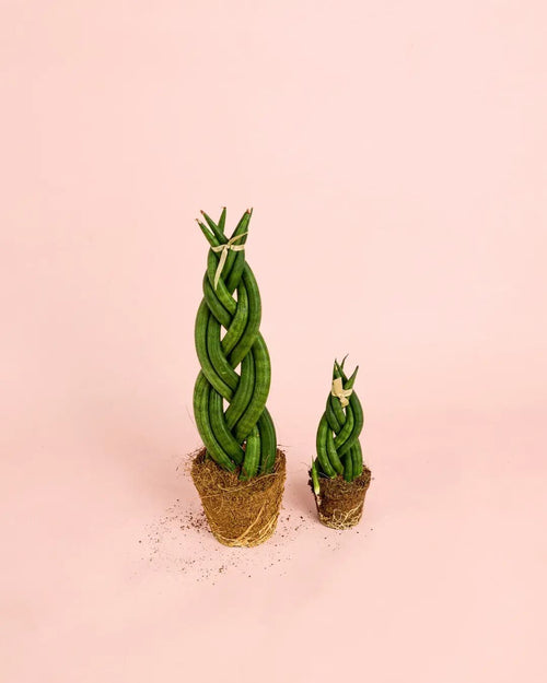 Sansevieria Trenzada M - Pur Plant