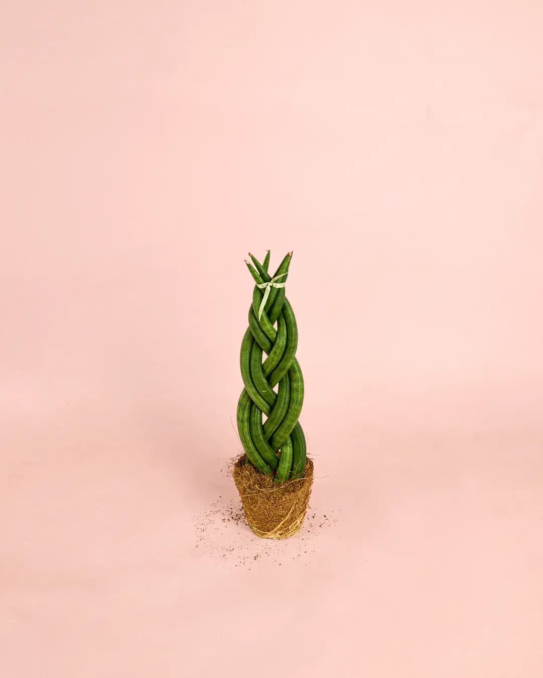 Sansevieria Trenzada M - Pur Plant
