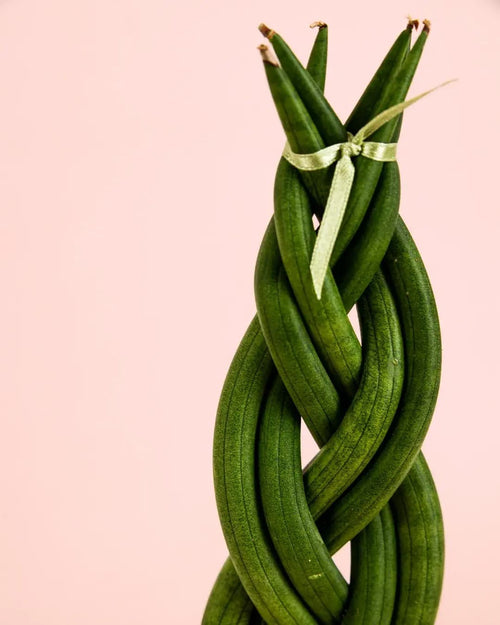 Sansevieria Trenzada M - Pur Plant