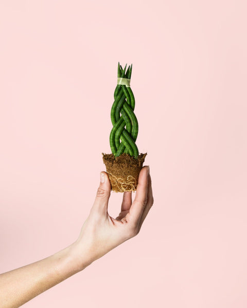 Sansevieria Trenzada Mini