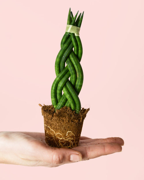 Sansevieria Trenzada Mini - Pur Plant