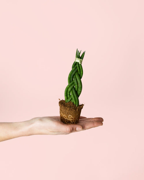 Sansevieria Trenzada Mini - Pur Plant