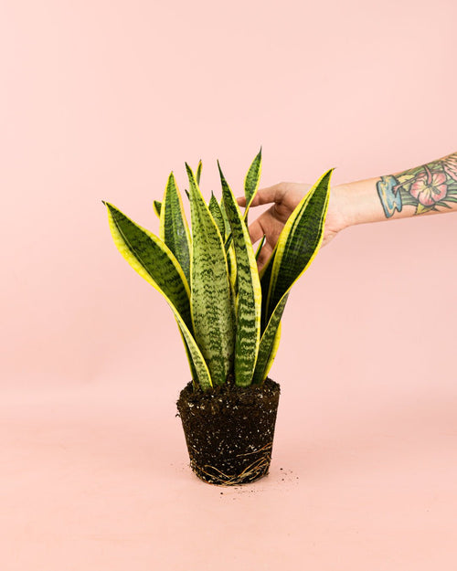 Sansevieria Trifasciata M - Pur Plant