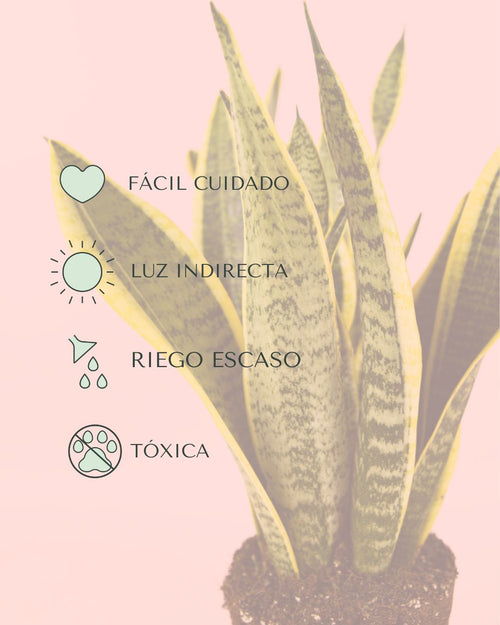 Sansevieria Trifasciata M - Pur Plant