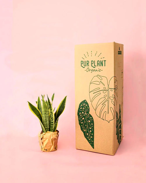 Sansevieria Trifasciata M - Pur Plant