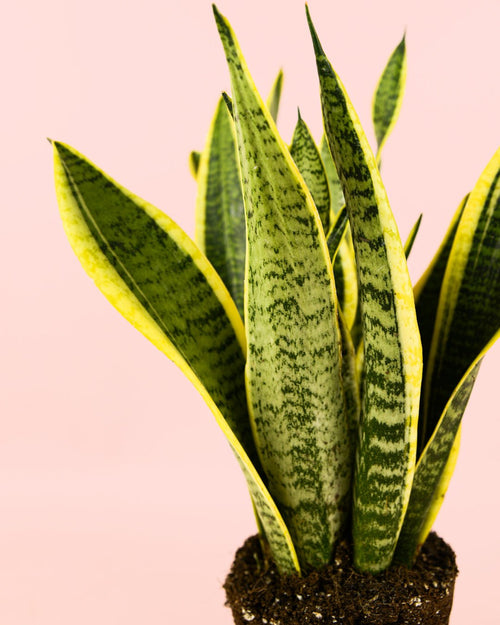 Sansevieria Trifasciata M - Pur Plant
