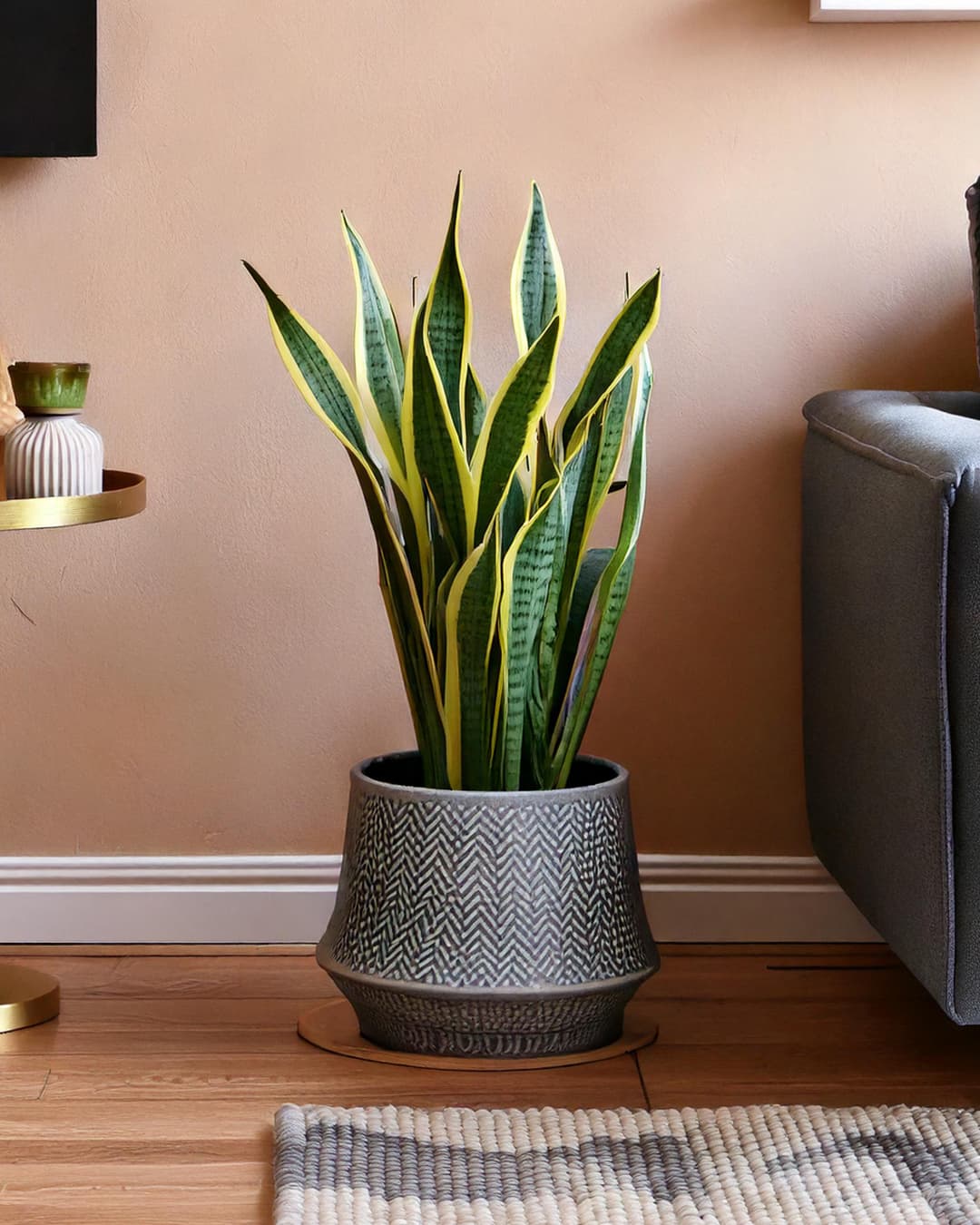 sansevieria-trifasciata-snake-plant-salon-contexto-1_2