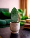 Sansevieria Trifasciata Victoria M - Pur Plant
