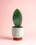 Sansevieria Trifasciata Victoria M