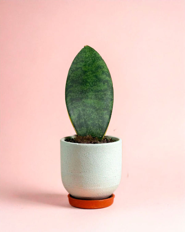 Cómo Cuidar Sansevieria Masoniana