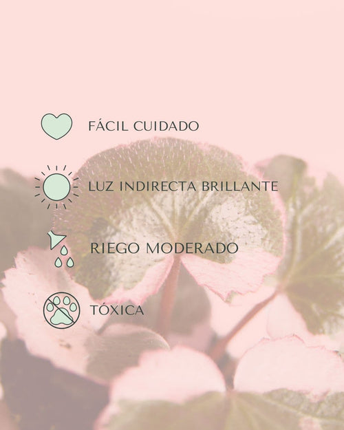 Saxifraga Variegata Pink Mini - Pur Plant