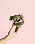 Saxifraga Variegata Pink Mini