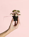 Saxifraga Variegata Pink Mini - Pur Plant