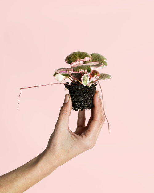 Saxifraga Variegata Pink Mini - Pur Plant