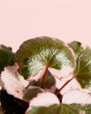 Saxifraga Variegata Pink Mini - Pur Plant